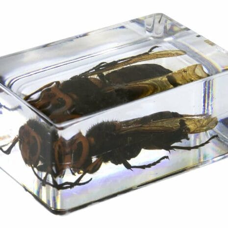 44425_3d_bug_specime_5cSnn 44425_3d_bug_specime_5cSnn