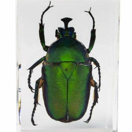 44425_3d_bug_specime_T8cH6 44425_3d_bug_specime_T8cH6