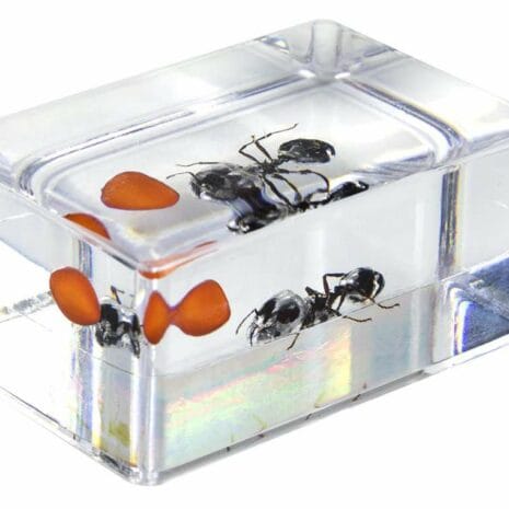 44425_3d_bug_specime_THkAZ 44425_3d_bug_specime_THkAZ