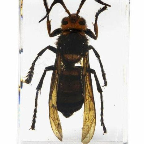 44425_3d_bug_specime_VgTWS 44425_3d_bug_specime_VgTWS