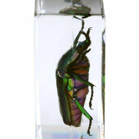 44425_3d_bug_specime_oPgfD 44425_3d_bug_specime_oPgfD