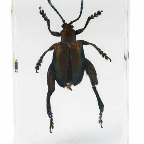 44425_3d_bug_specime_sdhZr 44425_3d_bug_specime_sdhZr