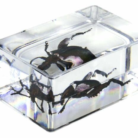 44425_3d_bug_specime_t9XxL 44425_3d_bug_specime_t9XxL