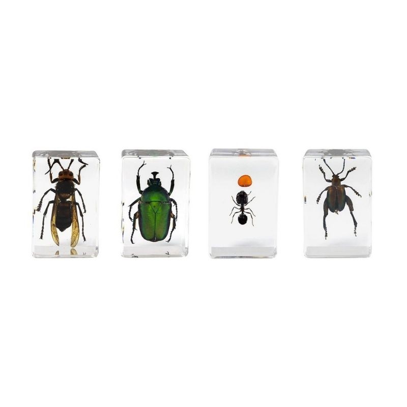 3D Bug Specimen Kit # 5