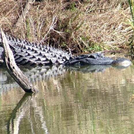 aligator_570x380_2x aligator_570x380_2x
