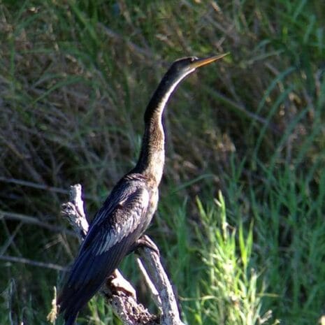 anhinga_570x380_2x anhinga_570x380_2x