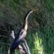 anhinga_570x380_2x