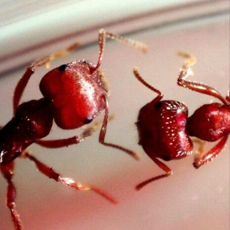 ants_44316_570x380_2_HVl3Z ants_44316_570x380_2_HVl3Z