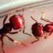 ants_44316_570x380_2_HVl3Z
