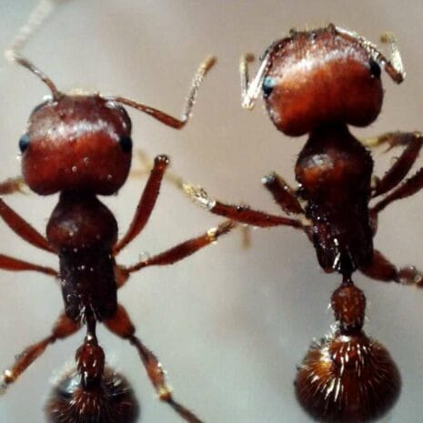 antsii_44316_570x380_0ATvu antsii_44316_570x380_0ATvu