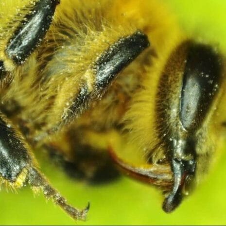 bee_1_44316_570x380__5oC9m bee_1_44316_570x380__5oC9m