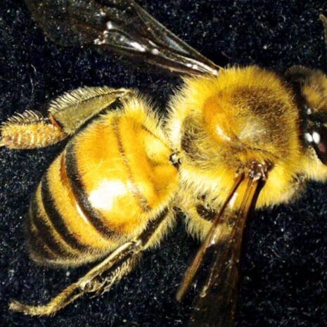 bee_stack_2_44316_57_AzjwB bee_stack_2_44316_57_AzjwB