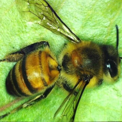 bee_stack_44316_570x_gZOto bee_stack_44316_570x_gZOto