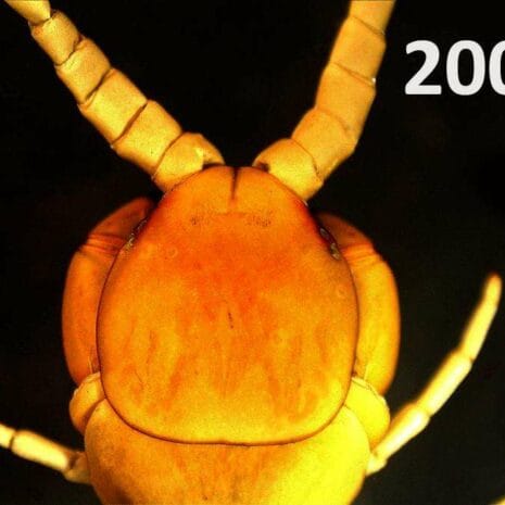 centipede_200_570x38_mXzEX centipede_200_570x38_mXzEX