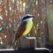 great_kiskadee_2_570_wqwxV