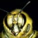 hdmi_bee_570x380_2x