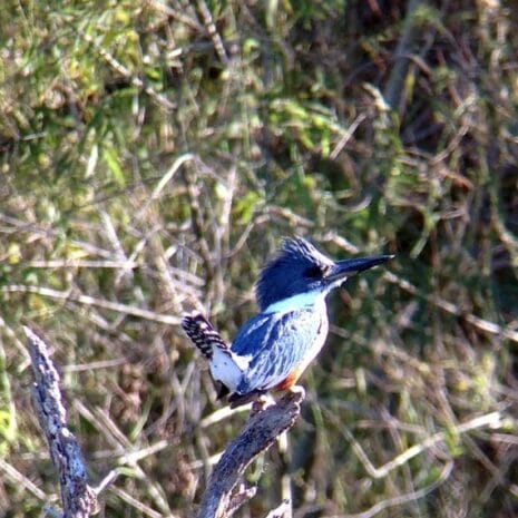 ringed_kingfisher_2__kE1Nd ringed_kingfisher_2__kE1Nd