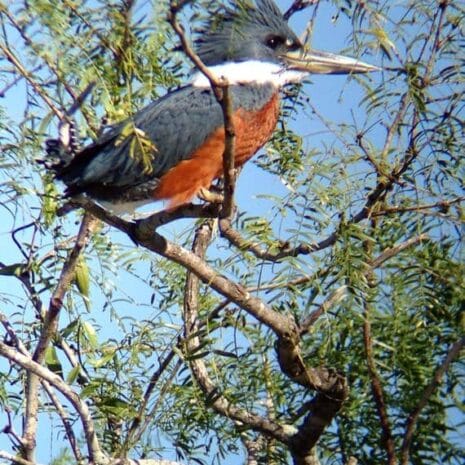 ringed_kingfisher_57_cYxBV ringed_kingfisher_57_cYxBV