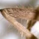 spider_leg_5mp_image_LERCj
