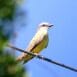 tropical_kingbird_57_z0BzP